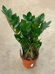 Замиокулькас Zamiifolia