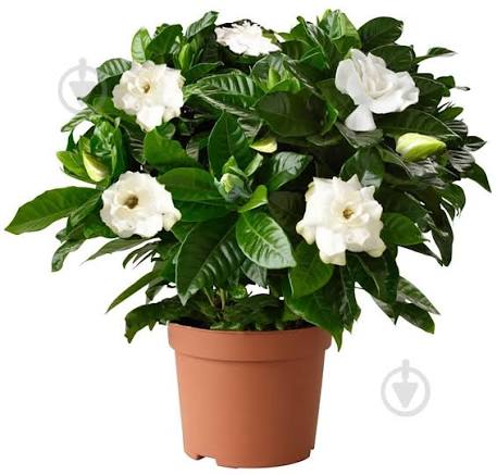 Гардения Jasminoides