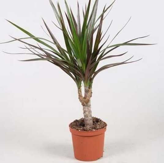 Драцена Marginata